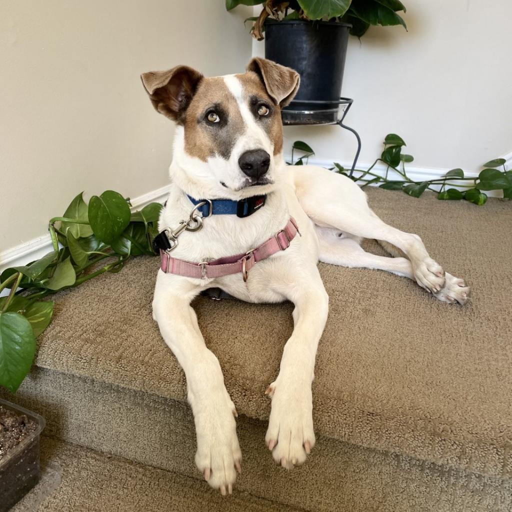 Lannister, an adoptable English Pointer in Kanab, UT, 84741 | Photo Image 1