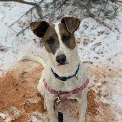 Lannister, an adoptable English Pointer in Kanab, UT, 84741 | Photo Image 2