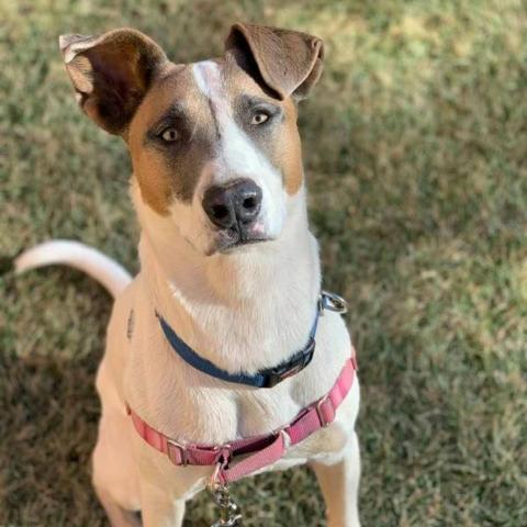 Lannister, an adoptable English Pointer in Kanab, UT, 84741 | Photo Image 3