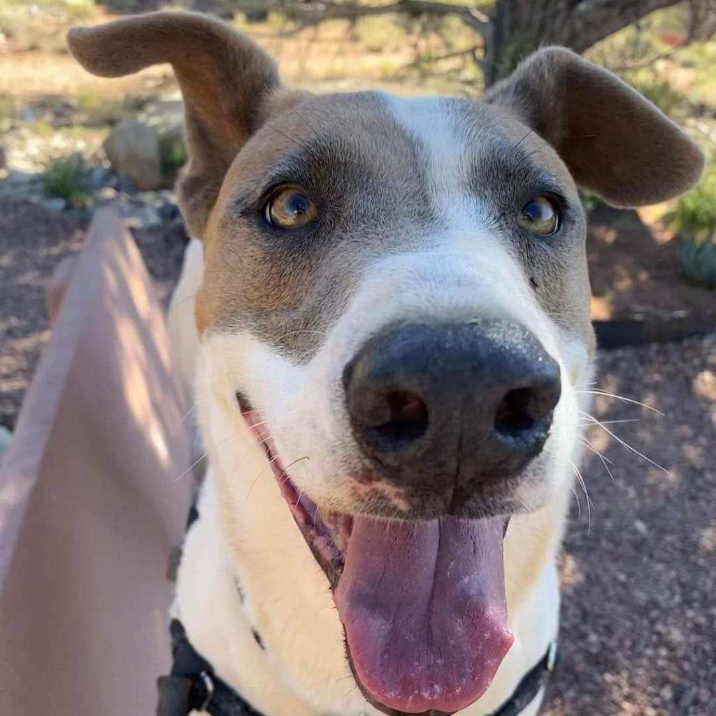 Lannister, an adoptable English Pointer in Kanab, UT, 84741 | Photo Image 3