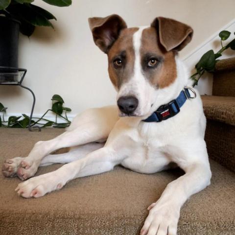 Lannister, an adoptable English Pointer in Kanab, UT, 84741 | Photo Image 4