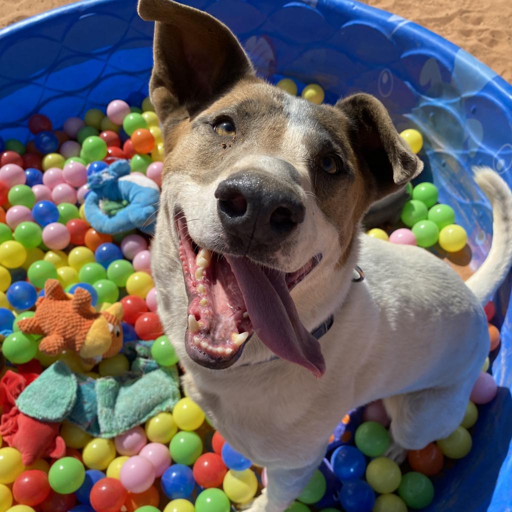 Lannister, an adoptable English Pointer in Kanab, UT, 84741 | Photo Image 4