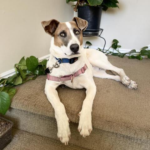 Lannister, an adoptable English Pointer in Kanab, UT, 84741 | Photo Image 5