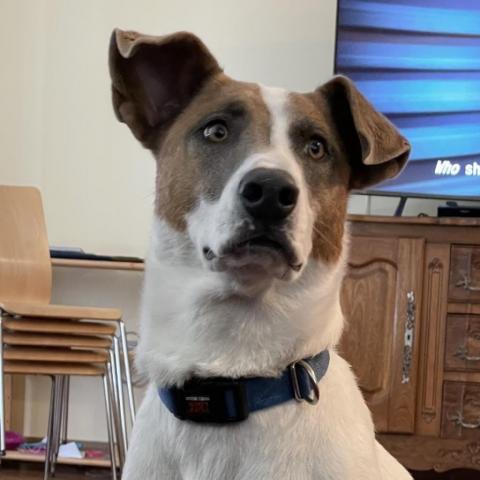 Lannister, an adoptable English Pointer in Kanab, UT, 84741 | Photo Image 6