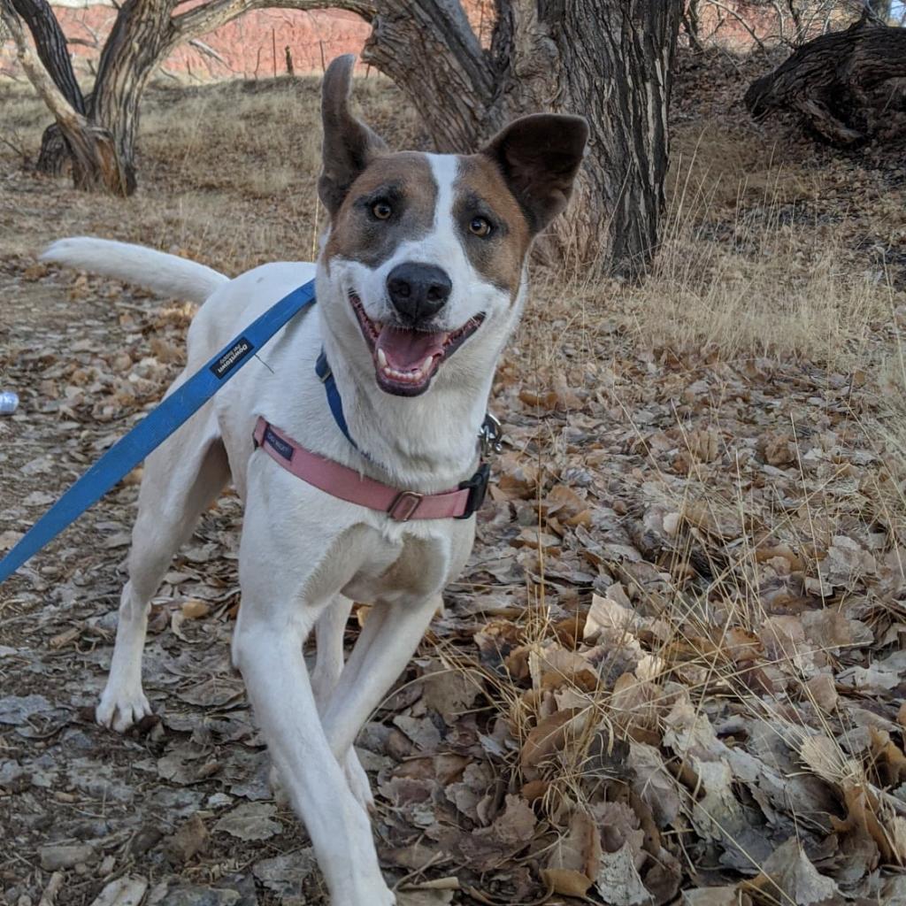 Lannister, an adoptable English Pointer in Kanab, UT, 84741 | Photo Image 6