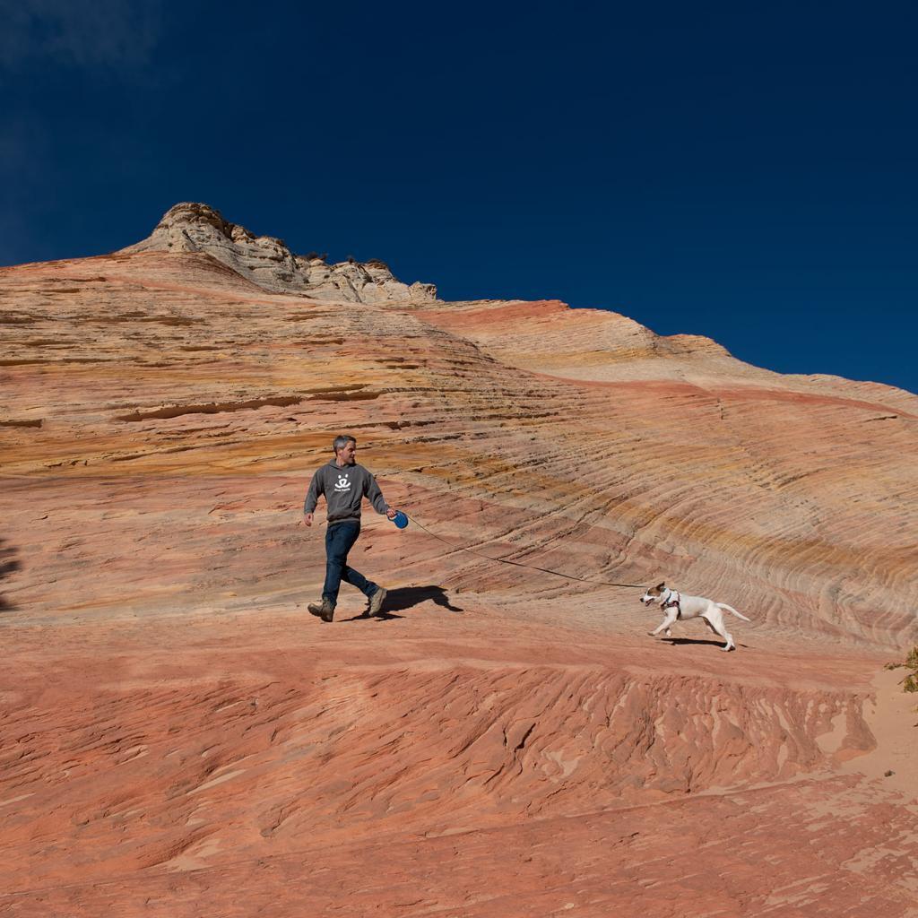 Lannister, an adoptable English Pointer in Kanab, UT, 84741 | Photo Image 6