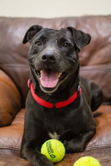 Hank, an adopted Pit Bull Terrier Mix in Eagle, ID_image-2
