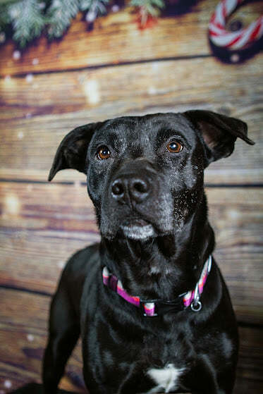 Hank, an adopted Pit Bull Terrier Mix in Eagle, ID_image-4