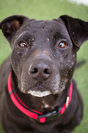 Hank, an adopted Pit Bull Terrier Mix in Eagle, ID_image-5