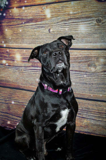 Hank, an adopted Pit Bull Terrier Mix in Eagle, ID_image-6