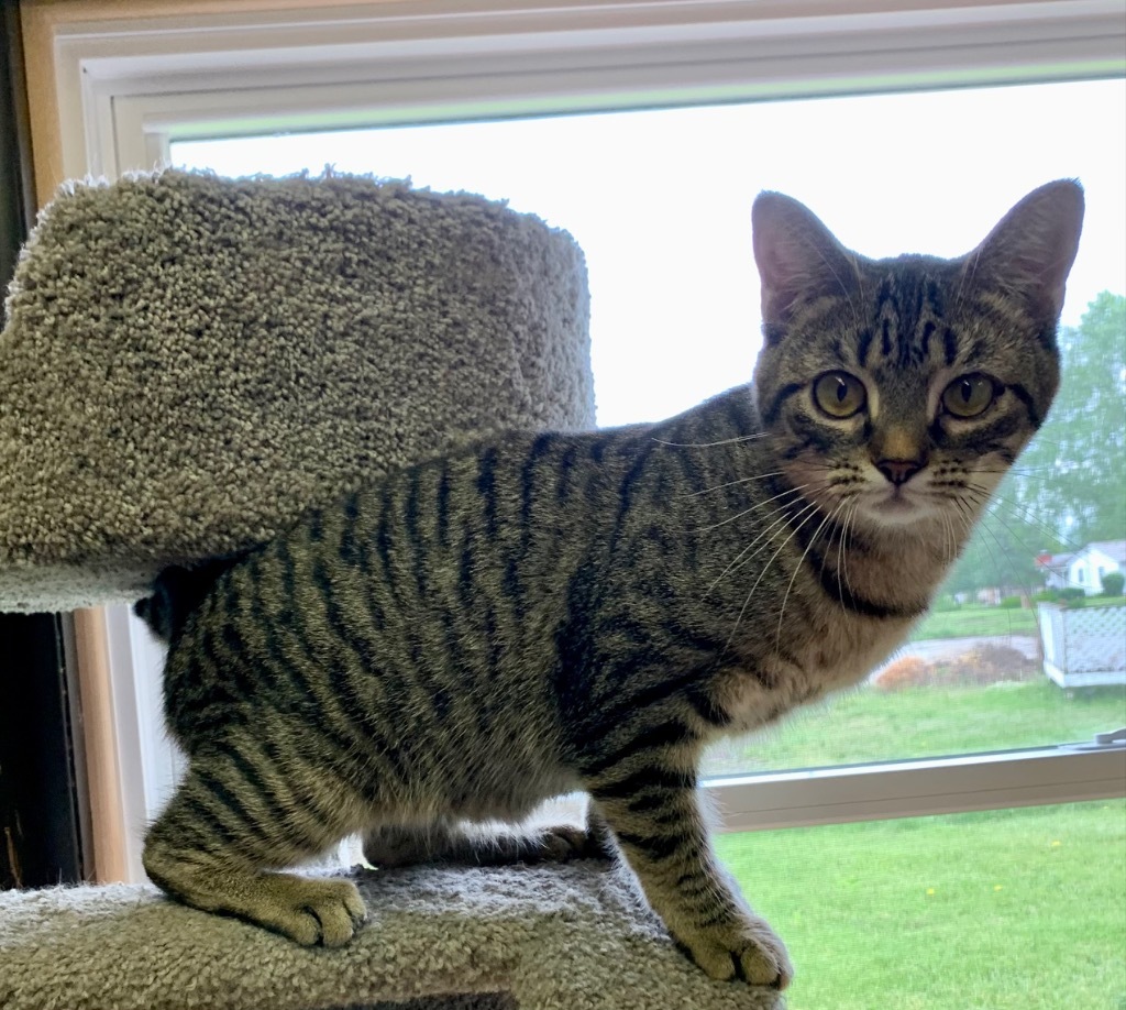 Daphne, an adoptable Domestic Short Hair in Portland, IN, 47371 | Photo Image 1