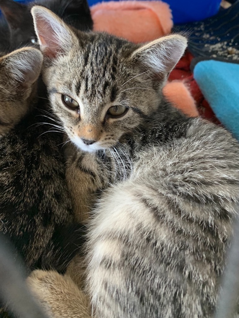 Daphne, an adoptable Domestic Short Hair in Portland, IN, 47371 | Photo Image 2