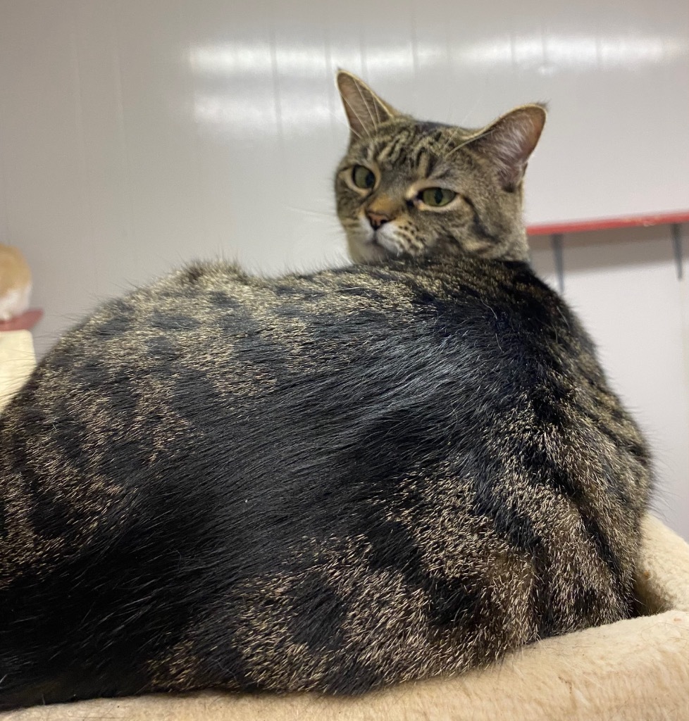 Daphne, an adoptable Domestic Short Hair in Portland, IN, 47371 | Photo Image 3