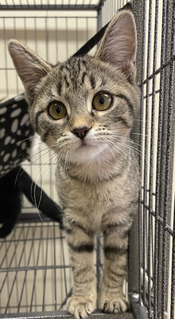 Daphne, an adoptable Domestic Short Hair in Portland, IN, 47371 | Photo Image 4