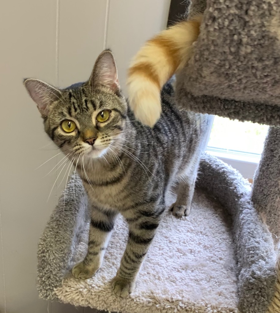 Daphne, an adoptable Domestic Short Hair in Portland, IN, 47371 | Photo Image 5