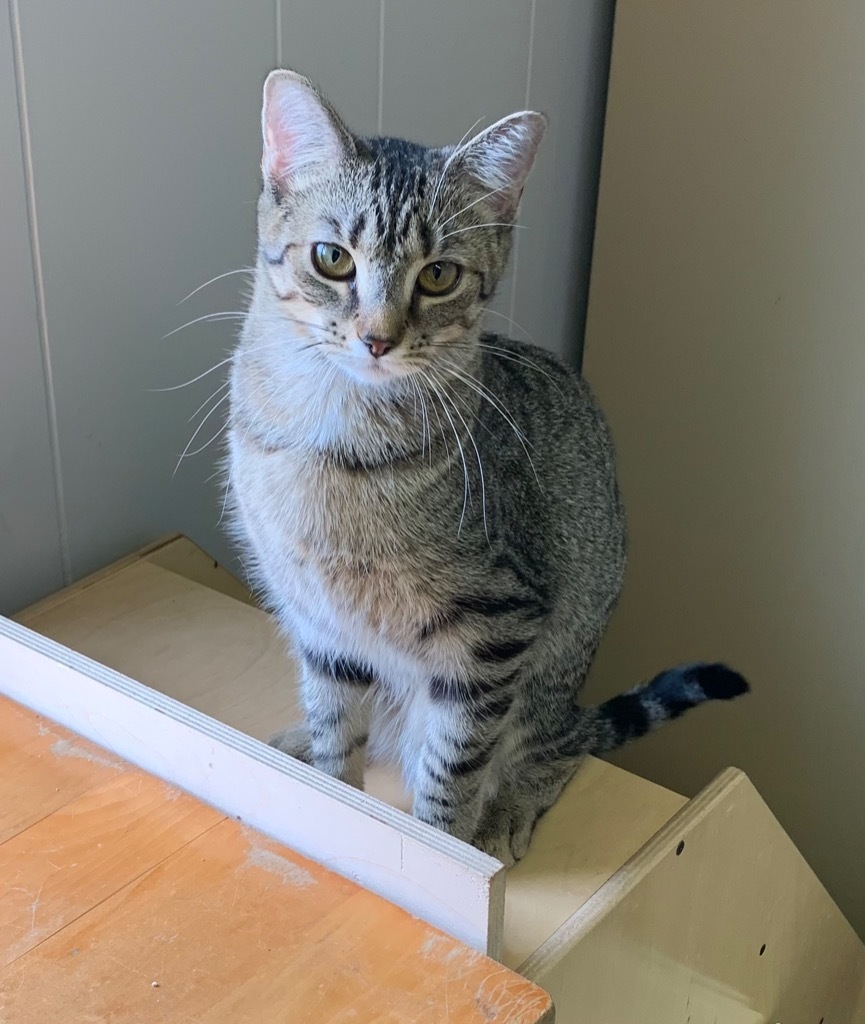 Eloise, an adoptable Domestic Short Hair in Portland, IN, 47371 | Photo Image 1