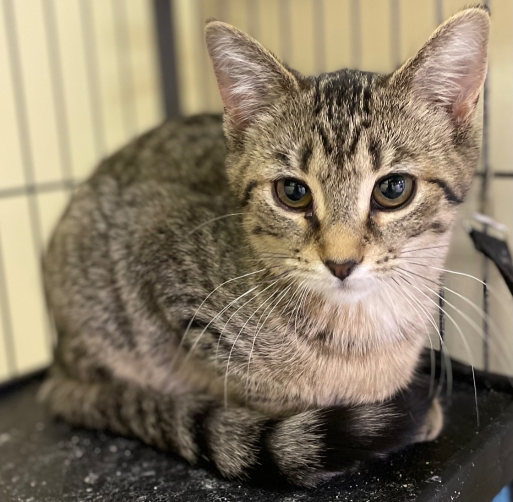 Eloise, an adoptable Domestic Short Hair in Portland, IN, 47371 | Photo Image 3