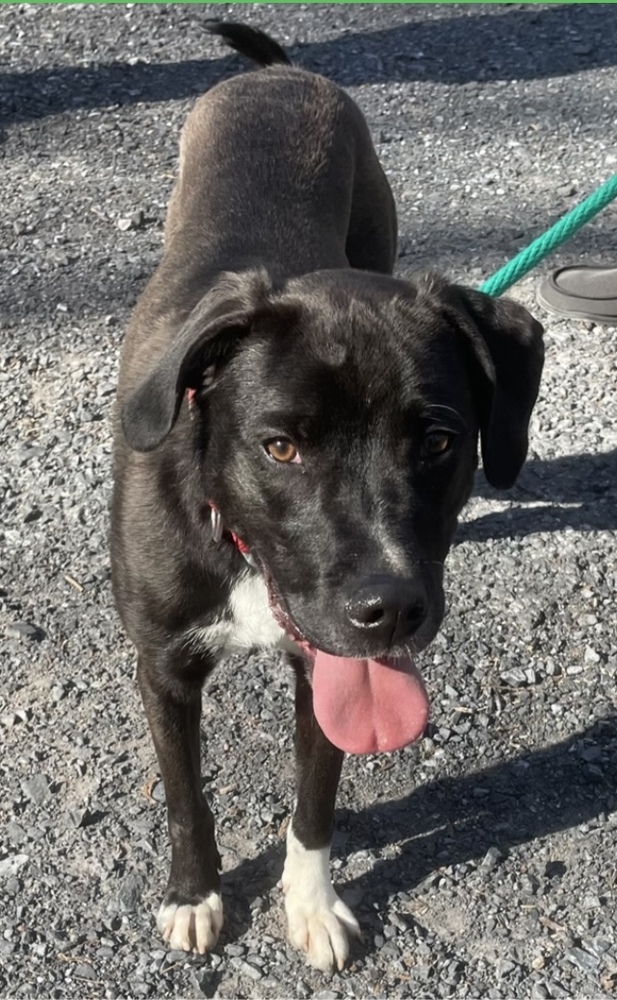 Lab pointer hot sale mix rescue