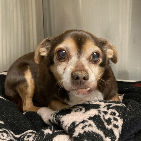 Bethany, an adoptable Chihuahua, Pug in Creston, CA, 93432 | Photo Image 2