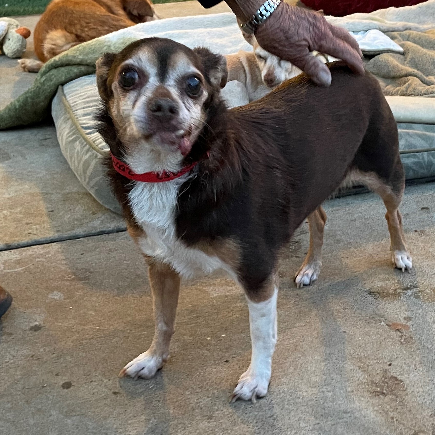 Bethany, an adoptable Chihuahua, Pug in Creston, CA, 93432 | Photo Image 1