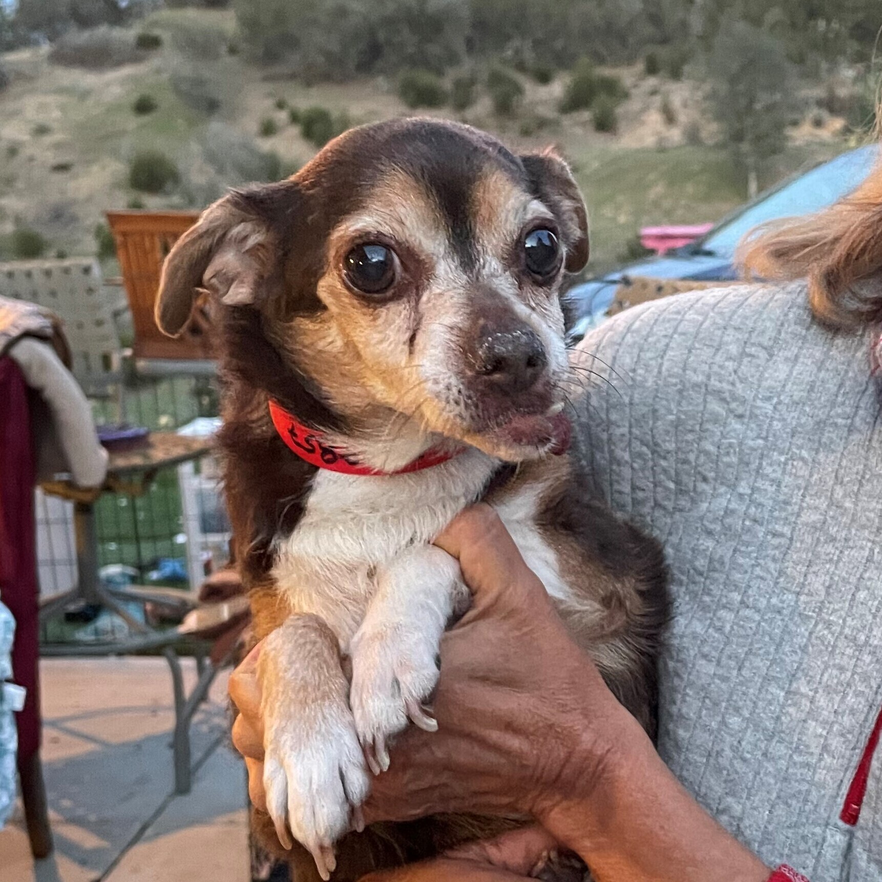 Bethany, an adoptable Chihuahua, Pug in Creston, CA, 93432 | Photo Image 3