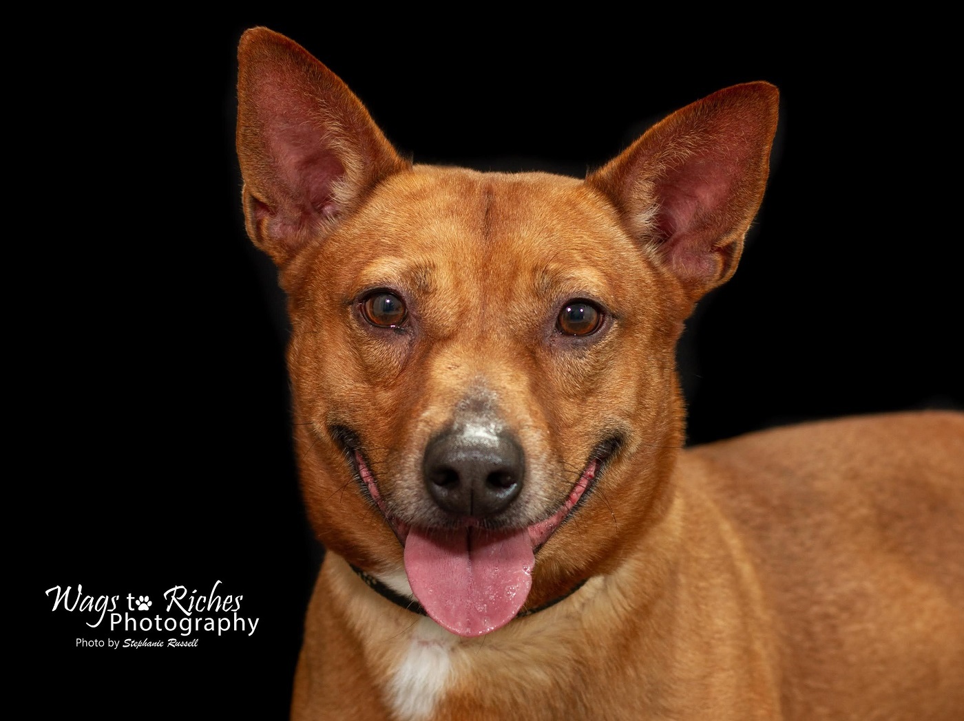 Harvey, an adoptable Rat Terrier, Spitz in Anniston, AL, 36201 | Photo Image 1