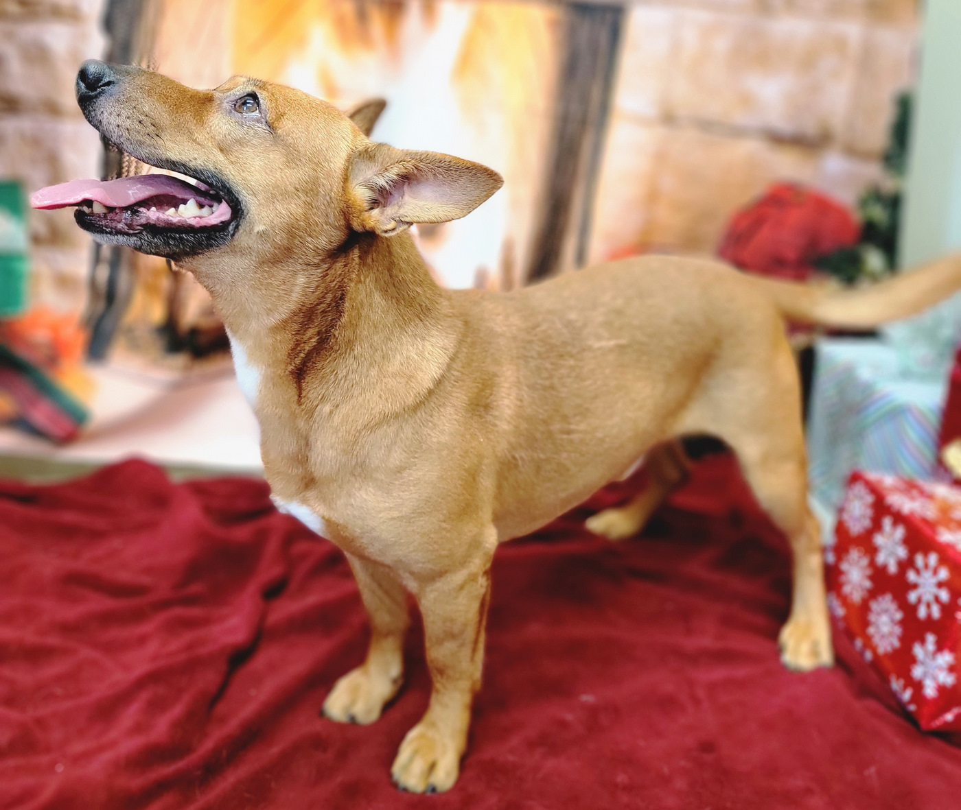 Harvey, an adoptable Rat Terrier, Spitz in Anniston, AL, 36201 | Photo Image 4