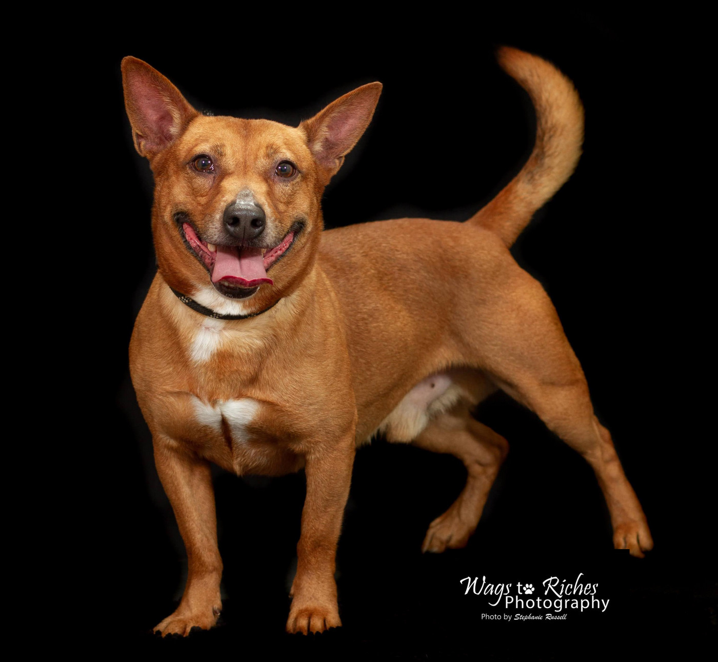 Harvey, an adoptable Rat Terrier, Spitz in Anniston, AL, 36201 | Photo Image 5