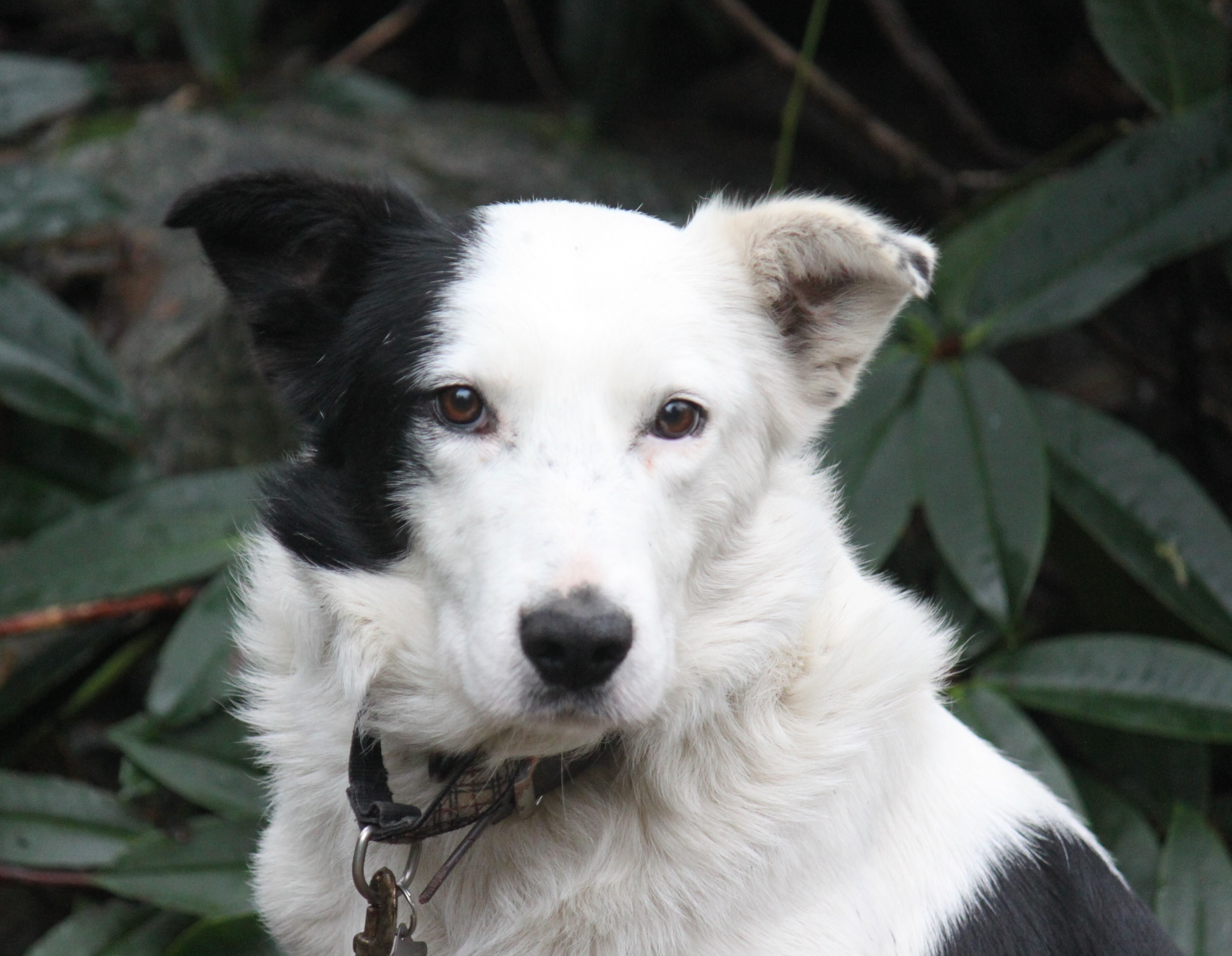 White faced best sale border collie