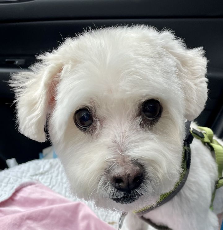 Rascal - current applications under review / not accepting additional , an adopted Bichon Frise in Minneapolis, MN_image-3