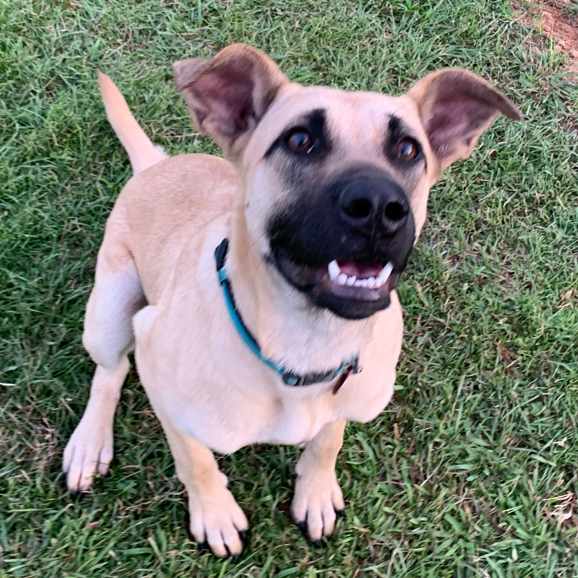 Black mouth cur hot sale and shepherd mix