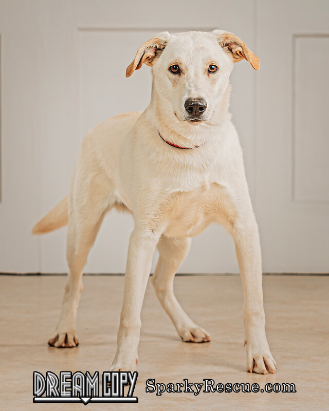 Weston DRD program, an adopted Shepherd Mix in Owensboro, KY_image-3