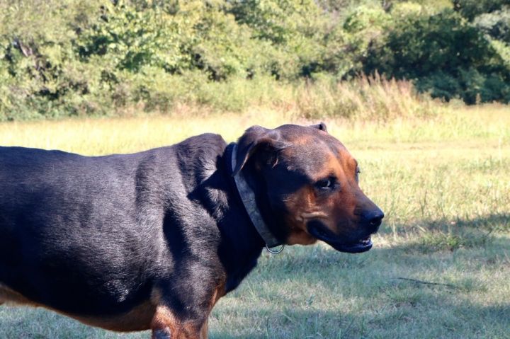 Boss 20210403, an adoptable Rottweiler in Clifton, TX_image-2