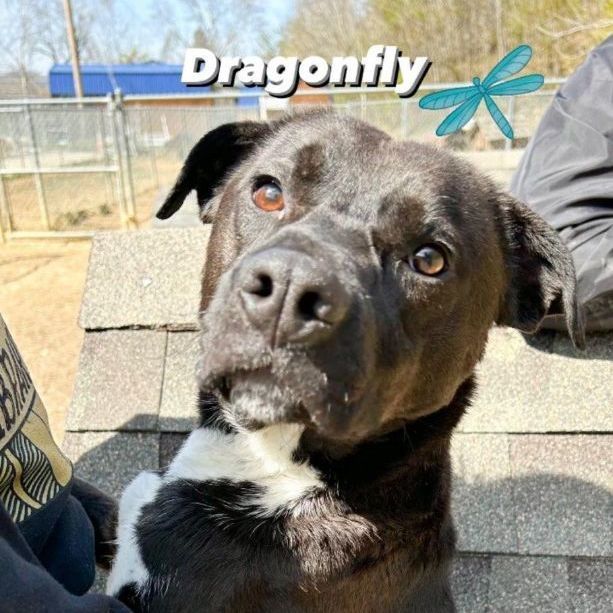 Dragonfly, an adoptable American Bulldog, Border Collie in Portsmouth, OH, 45662 | Photo Image 1