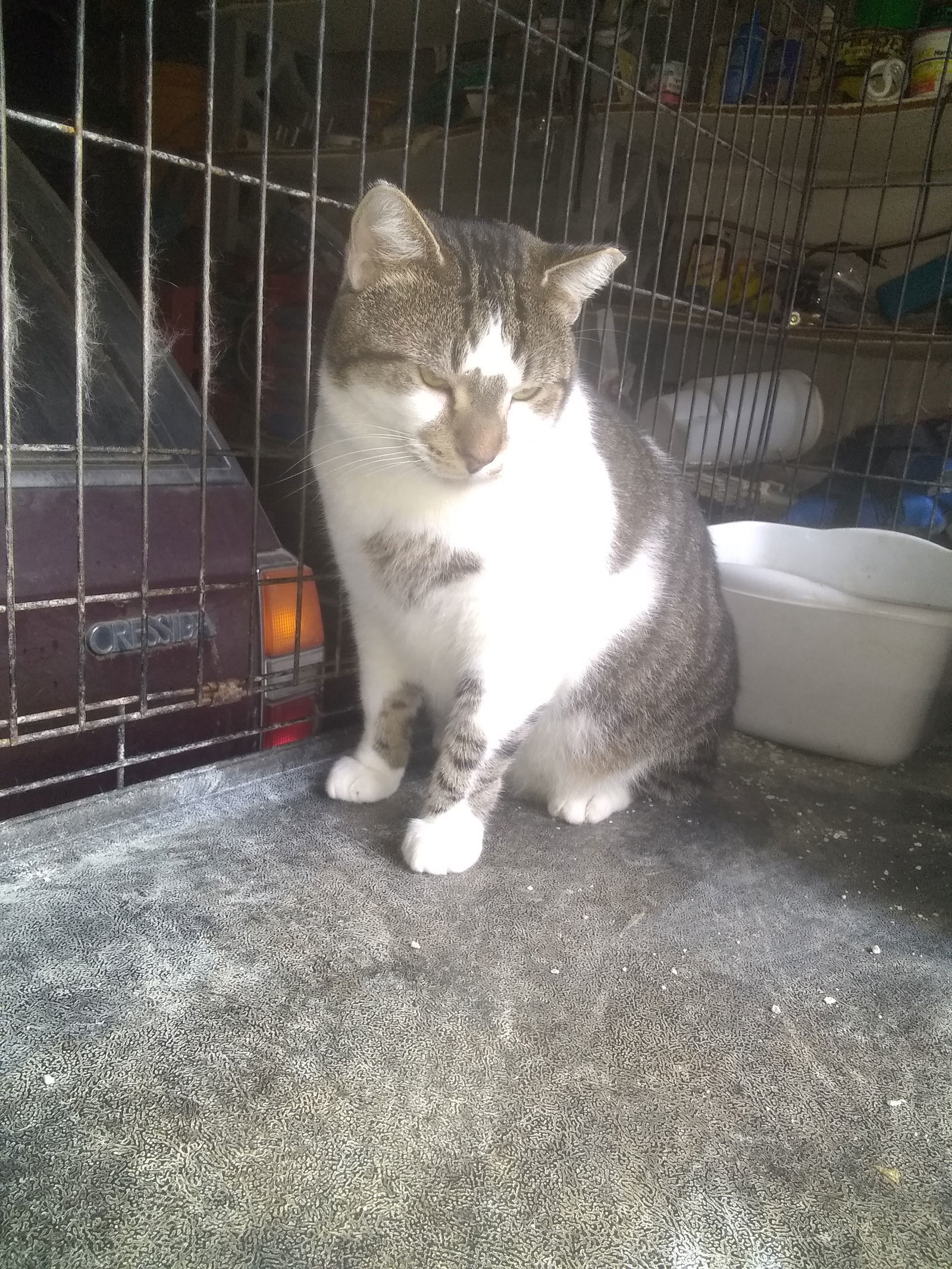 Bobo, an adoptable Tabby, Domestic Short Hair in Buford, GA, 30518 | Photo Image 1