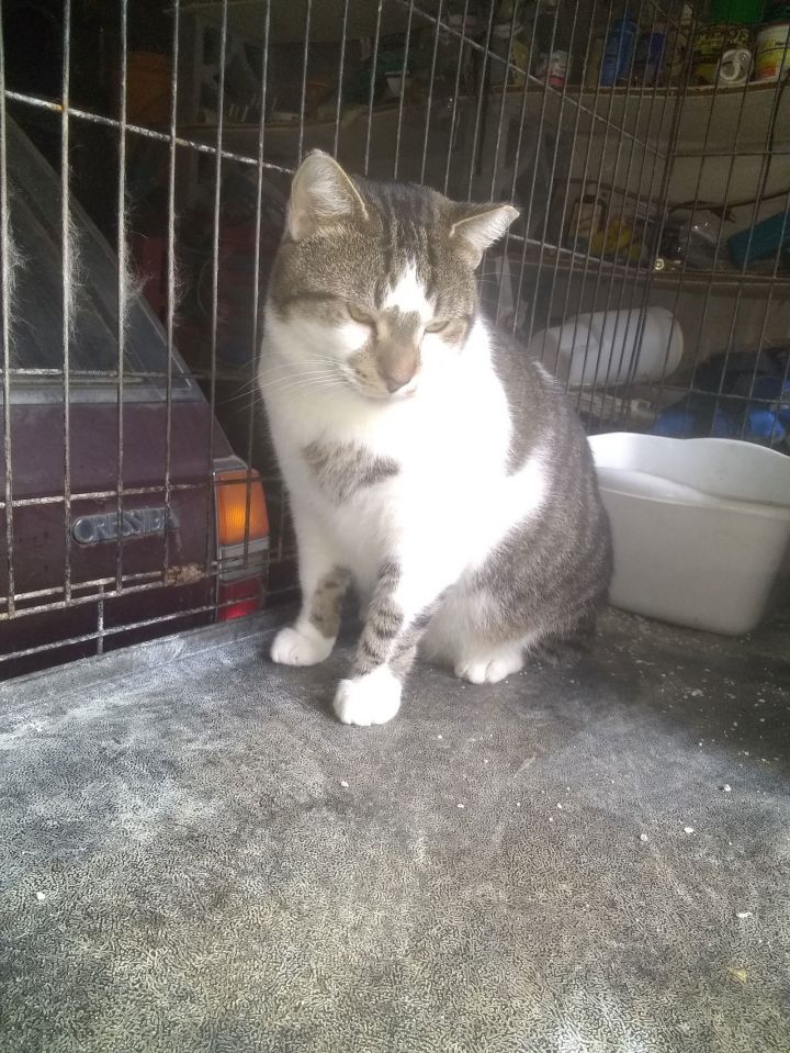 Bobo 1