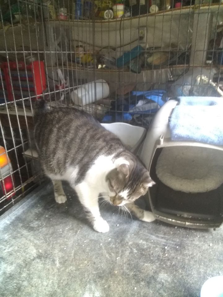 Bobo 2