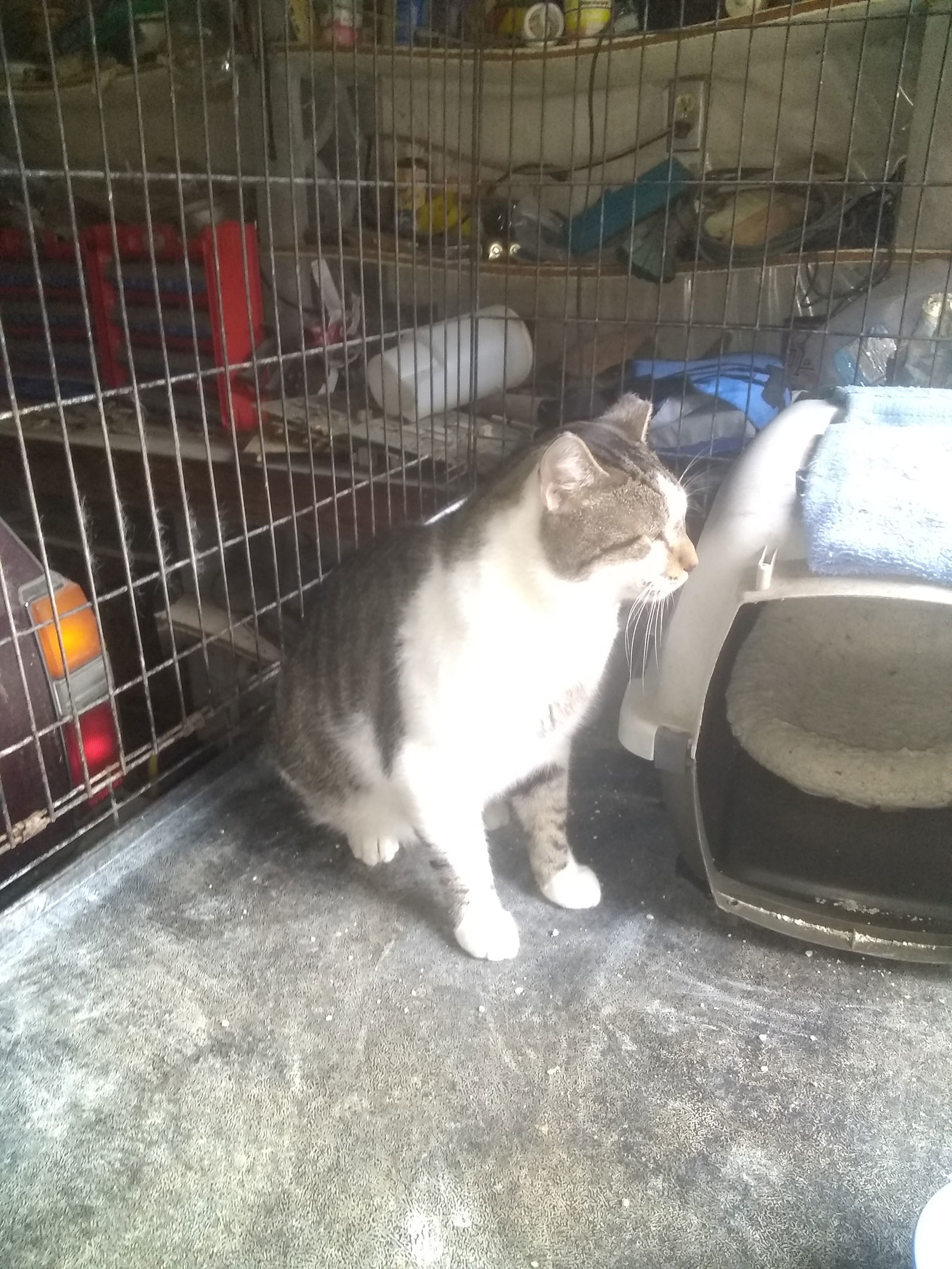 Bobo, an adoptable Tabby, Domestic Short Hair in Buford, GA, 30518 | Photo Image 3