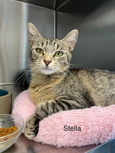 Stella 3