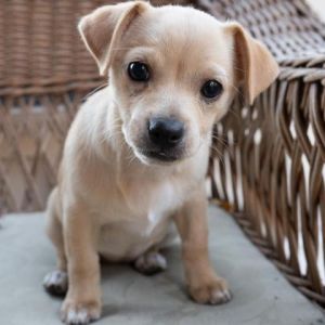 BUTTERCUP