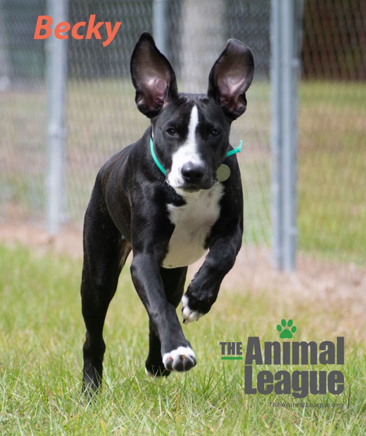 Becky, an adoptable Labrador Retriever & American Staffordshire Terrier Mix in Clermont, FL_image-1