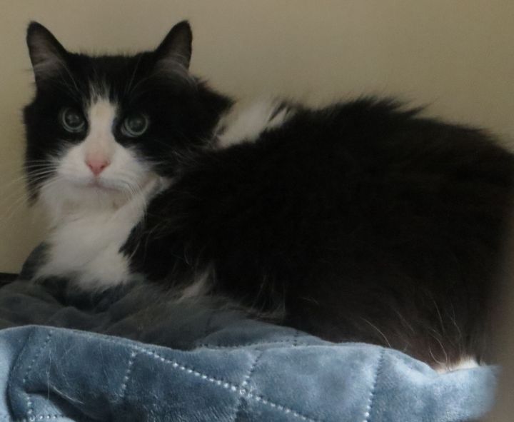 Cat For Adoption Lily Adop Pending A Domestic Long Hair In Taunton Ma Petfinder