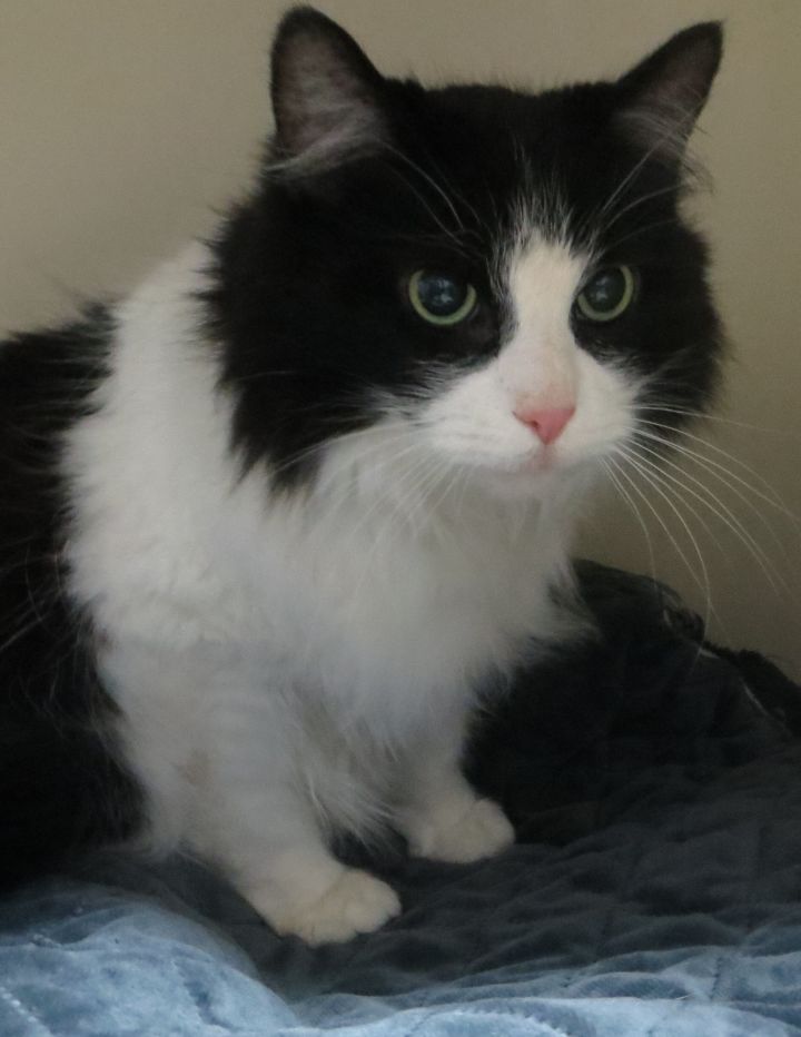 Cat For Adoption Lily Adop Pending A Domestic Long Hair In Taunton Ma Petfinder