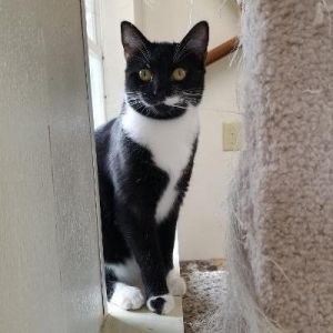 Cats For Adoption Near Norwich Ct Petfinder