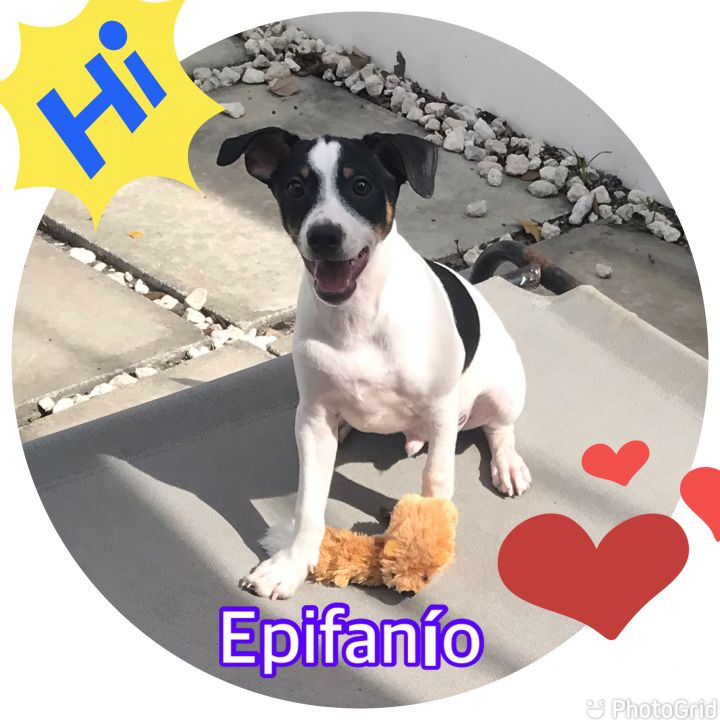 Epifanío, an adoptable Rat Terrier in Hollywood, FL_image-1