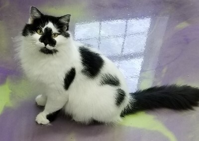 Liberty, an adoptable Domestic Medium Hair in Anna, IL, 62906 | Photo Image 2