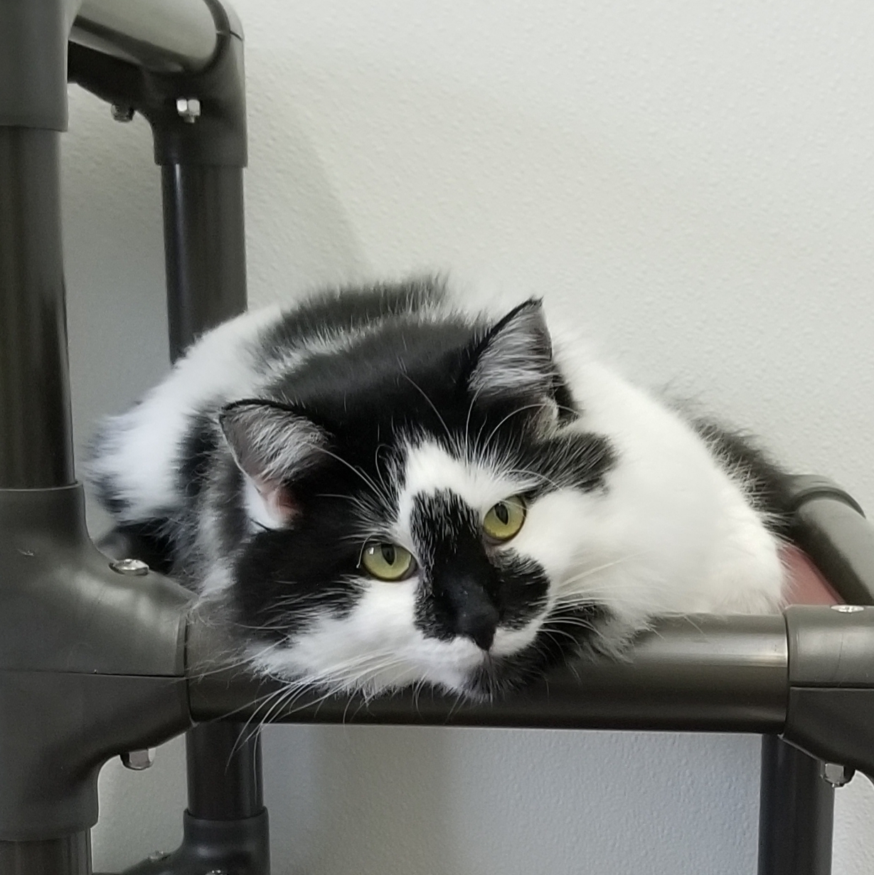 Liberty, an adoptable Domestic Medium Hair in Anna, IL, 62906 | Photo Image 1