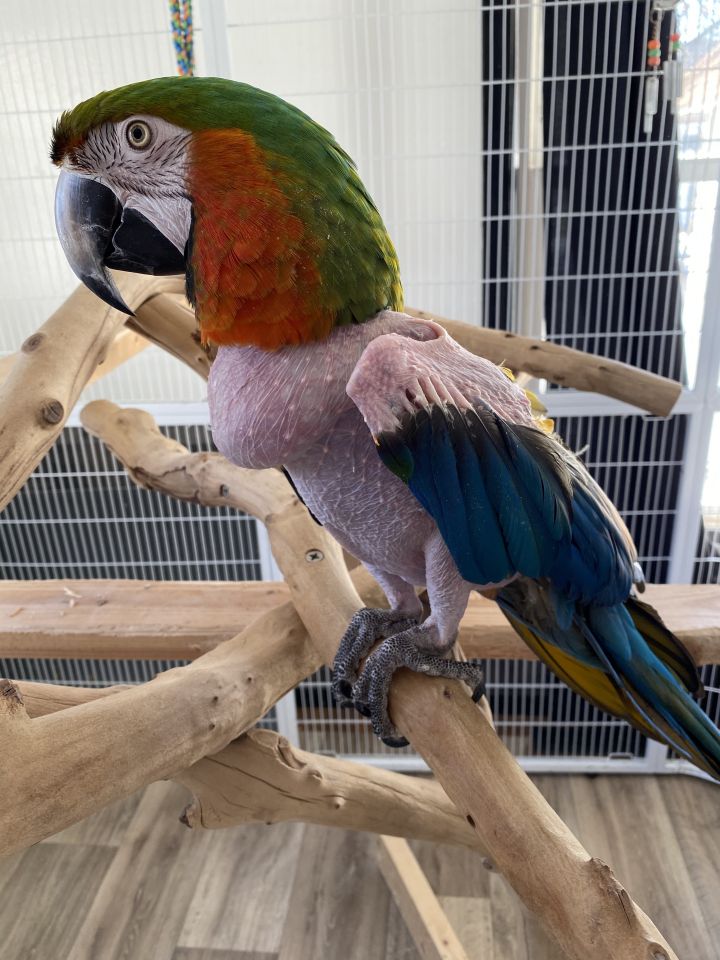 Maggie, an adoptable Macaw in Lowell, MI_image-1