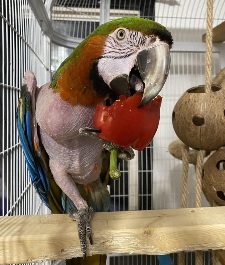 Maggie, an adoptable Macaw in Lowell, MI_image-2