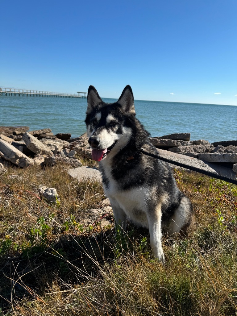 Tina Turner, an adoptable Husky in Fulton, TX, 78358 | Photo Image 1